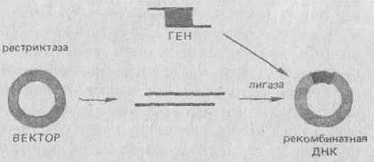 Конструирование рекомбинантных ДНК вектор. Изолированный ген. Конструирование плазмидного вектора. Рекомбинантная плазмида. Встраивание гена инсулина в плазмиду