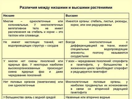 Высшие растения характерные особенности и примеры таблица