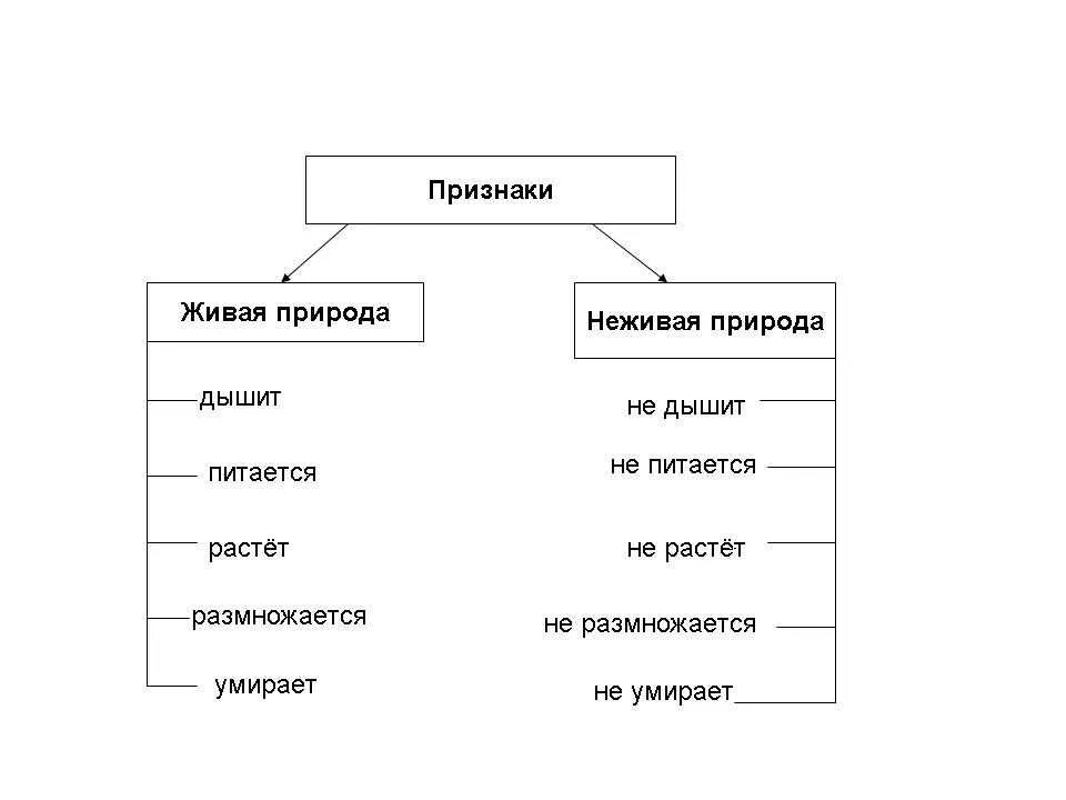 Относится ли человек к живой природе. Признаки объектов живой природы. Таблица по окружающему миру 2 класс Живая и неживая природа. Схема живой и неживой природы. Различия живой и неживой природы.