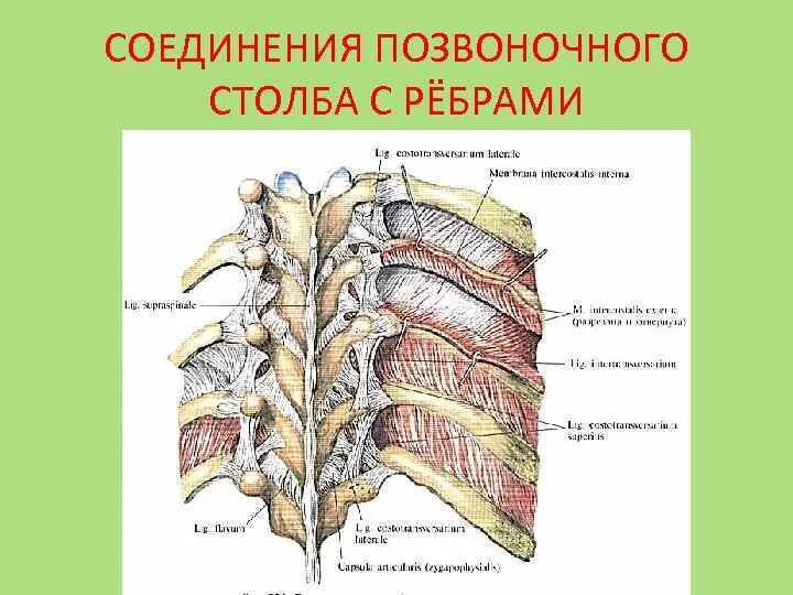 Соединение 8 9 10 ребер между собой. Соединение 8 9 10 ребер между собой