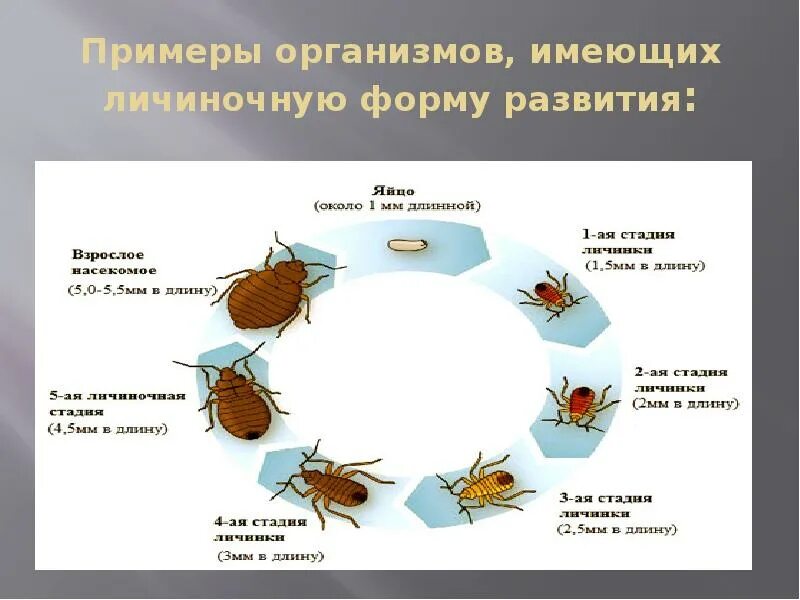 Последовательность событий онтогенеза. Непрямой личиночный онтогенез. Личиночный Тип онтогенеза. Типы онтогенеза у насекомых. Типы онтогенеза у животных.