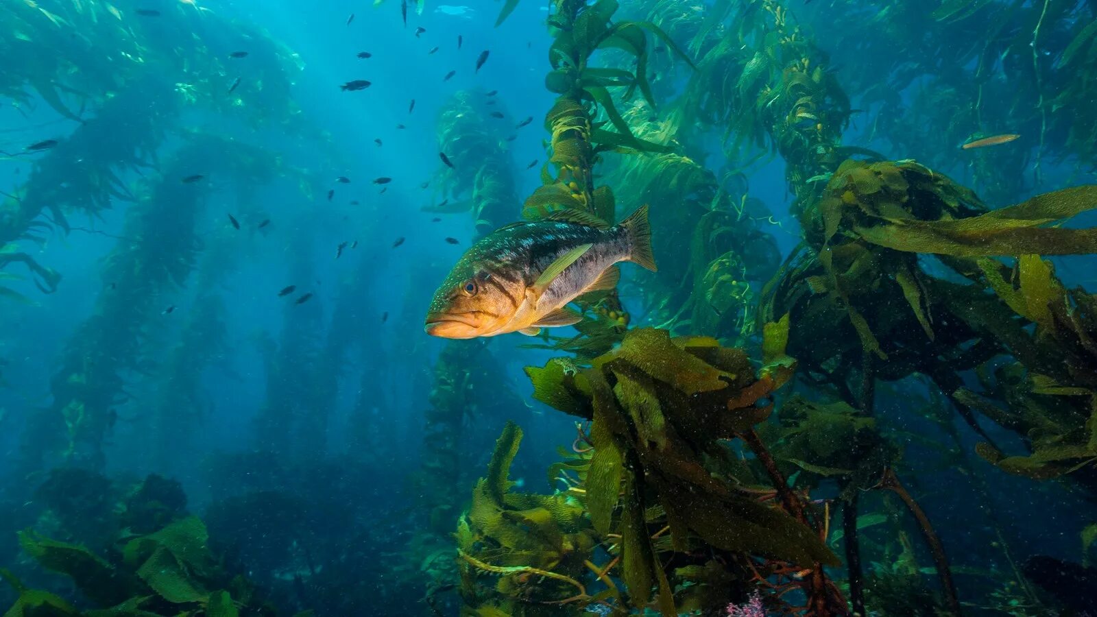 Бурая водоросль (Macrocystis pyrifera),. Тихоокеанская бурая водоросль. Kelp Forest ЮАР. Бурые водоросли Средиземного моря.