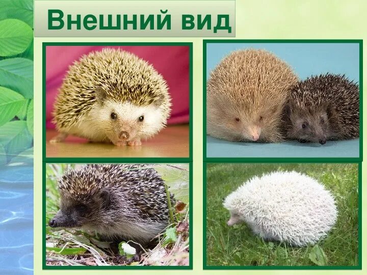 Чем отличается ежик
