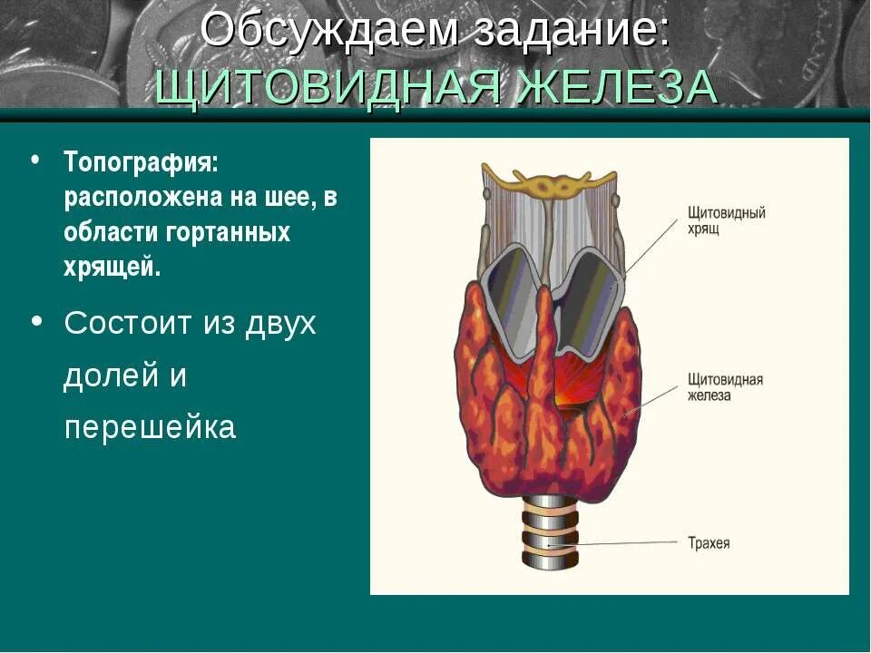 Топография щитовидной железы. Перешеек щитовидной железы. Щитовидный хрящ и щитовидная железа. Щитовидная железа состоит из двух долей. Образование перешейка щитовидной железы