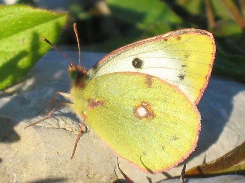 Желтушка. COLIAS chrysotheme. COLIAS Lesbia. Крапивница желтушка