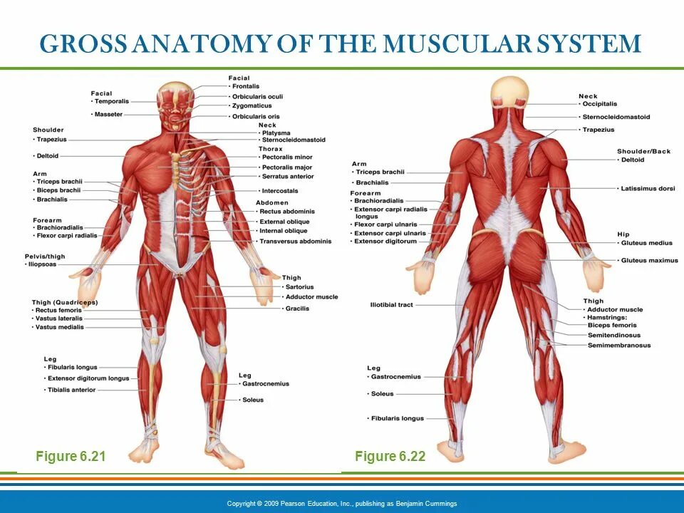 Мышечная система какие органы входят. Мышечная система. Мышечная система распечатать. Мышечная система на русском. Виды мышцы человека на английском языке.