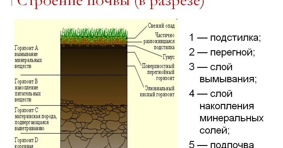 Строение почвы. Структура почвы. Почва схема. Покров почвы. Тест по теме почвы 8 класс география