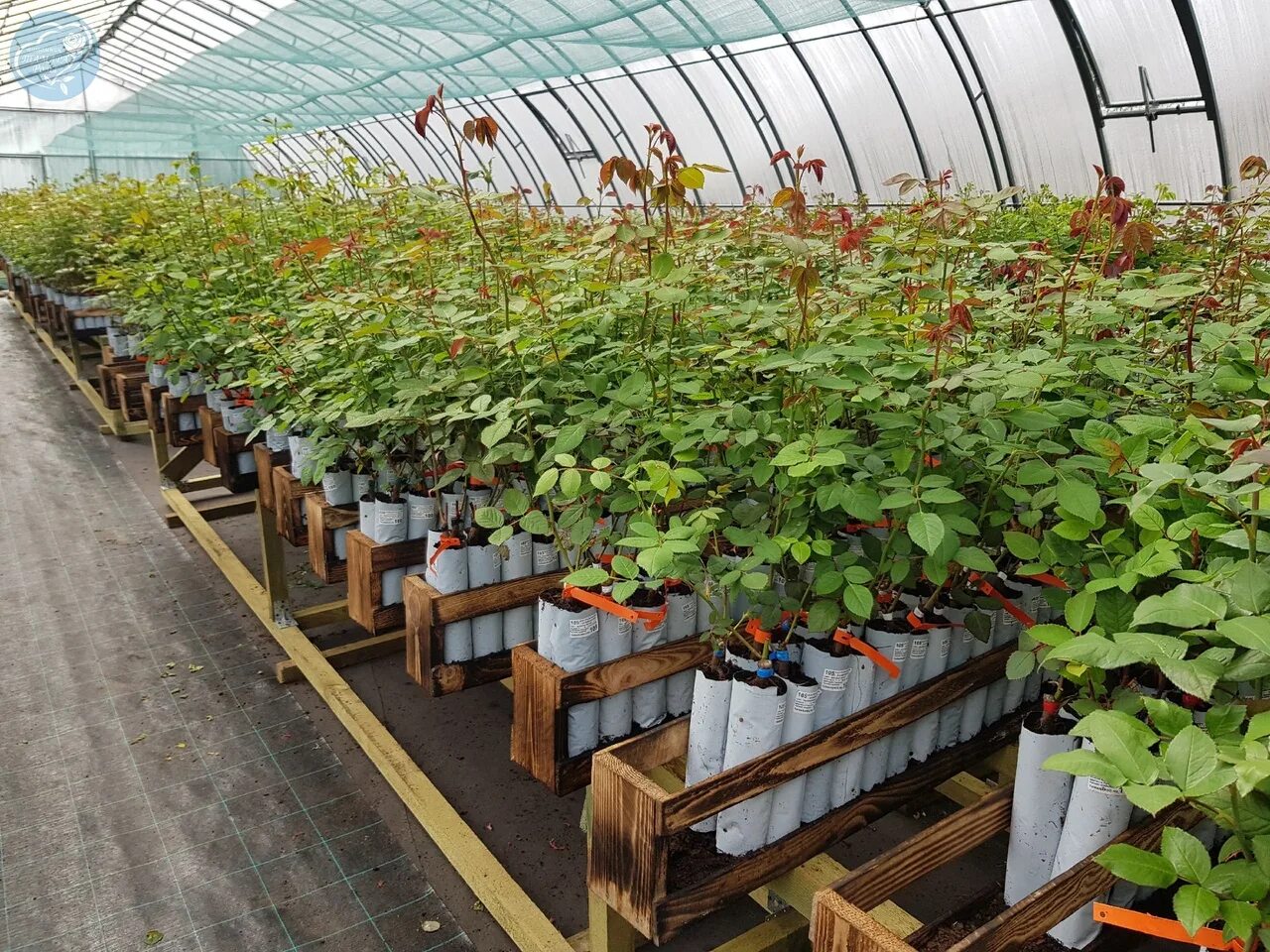 интернет магазин саженцев роз питомник. этикетки на саженцы роз.