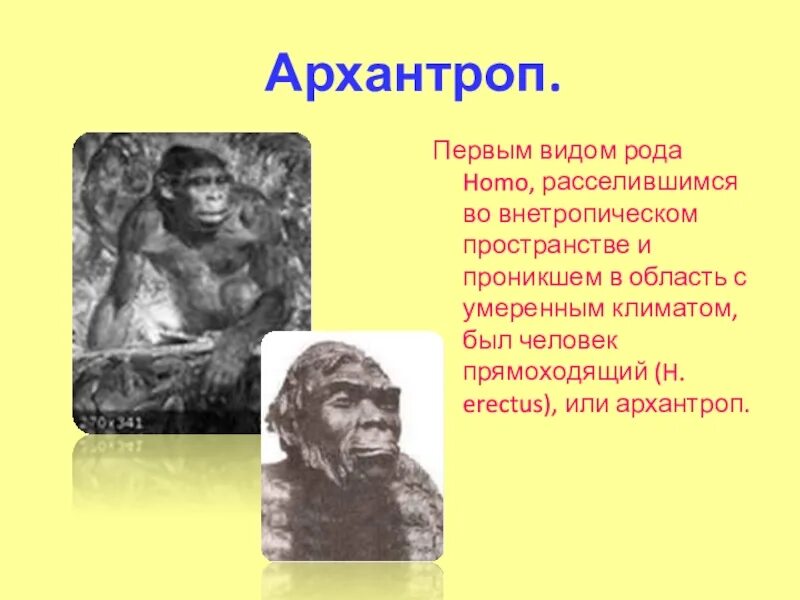 Первые архантропы. Архантропы презентация. Древнейшие люди архантропы. Первые представители рода человек