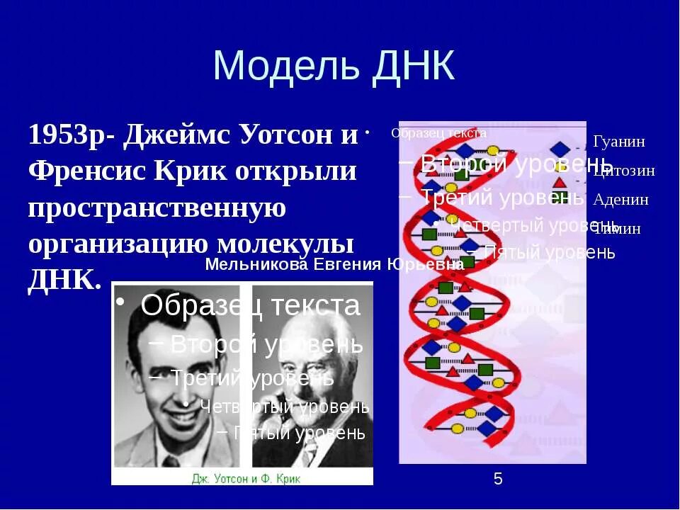 Открытие структуры молекулы ДНК (Уотсон и крик, 1953). Открытие структуры ДНК Уотсоном и криком. Модель структуры ДНК. Строение ДНК модель Уотсона крика.