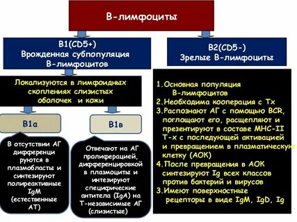 Лимфоциты 1 2