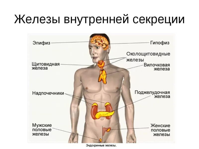 Жвс это. Эндокринная система внешней секреции. Железы внутренней секреции: гипофиз, надпочечники, щитовидная железа.. Железы эндокринной системы человека. Железы гормональной системы.