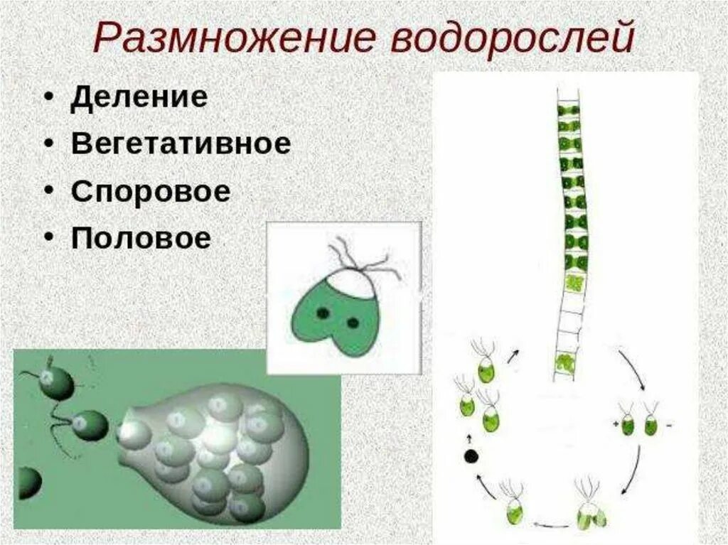 Размножение водорослей. Споровое размножение водорослей. Вегетативное размножение водорослей. Размножение водорослей схема.