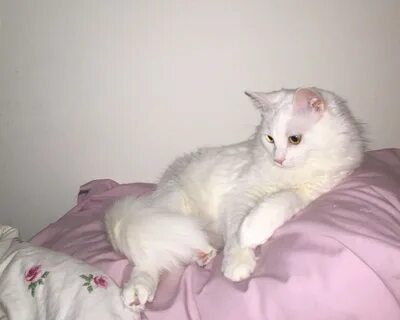 Белая кошка в доме