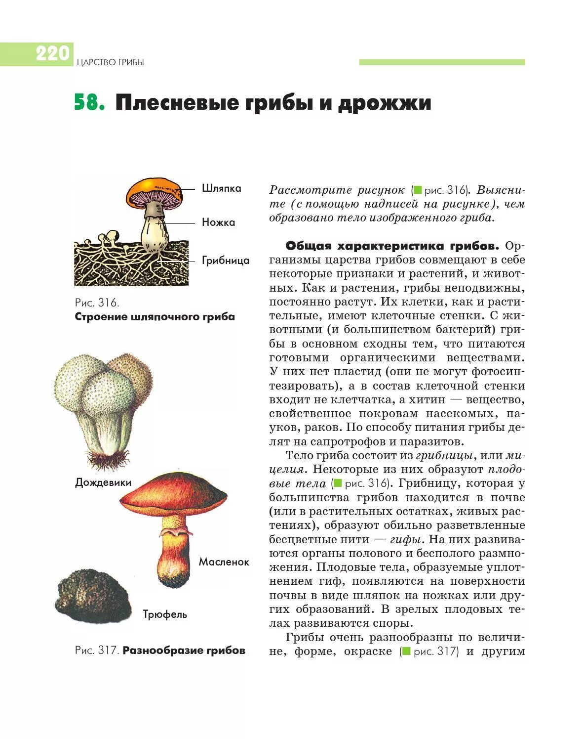 Функция шляпки плодового тела гриба. Шляпочные грибы. Царство грибы. Строение грибов. В шляпке гриба образуются