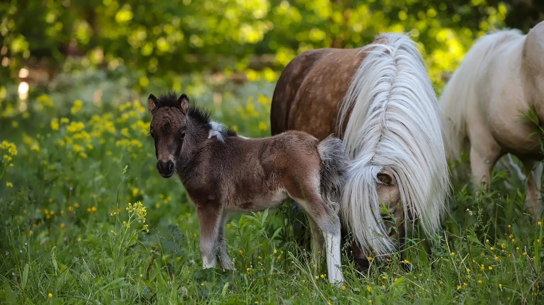 Mini pony. Шетлендский пони. Карликовый шетлендский пони. Миниатюрные Шетлендские пони. Мини лошадь.
