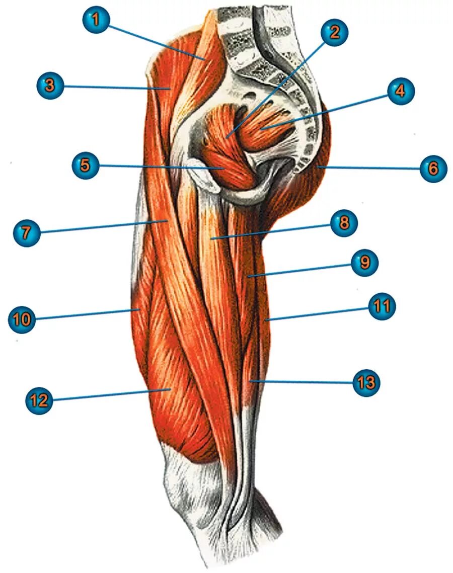 Передняя часть человека. Медиальная группа мышц бедра. Мышцы бедра анатомия. Медиальные мышцы бедра анатомия. Анатомия медиальной поверхности бедра.
