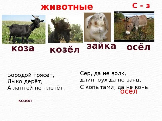 Коза козел Оса осел. Почему коза козел Оса осел. Загадка бородой трясет лыко дерет а лаптей не плетет. Бородой трясет лыко дерет а лаптей