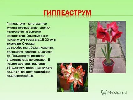 Гиппеаструм комнатное растение описание