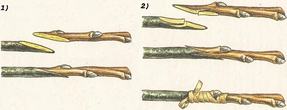 Улучшенная копулировка яблони. Улучшенная копулировка яблони. Копулировка. Улучшенная копулировка плодовых деревьев весной. Прививка яблони копулировка.