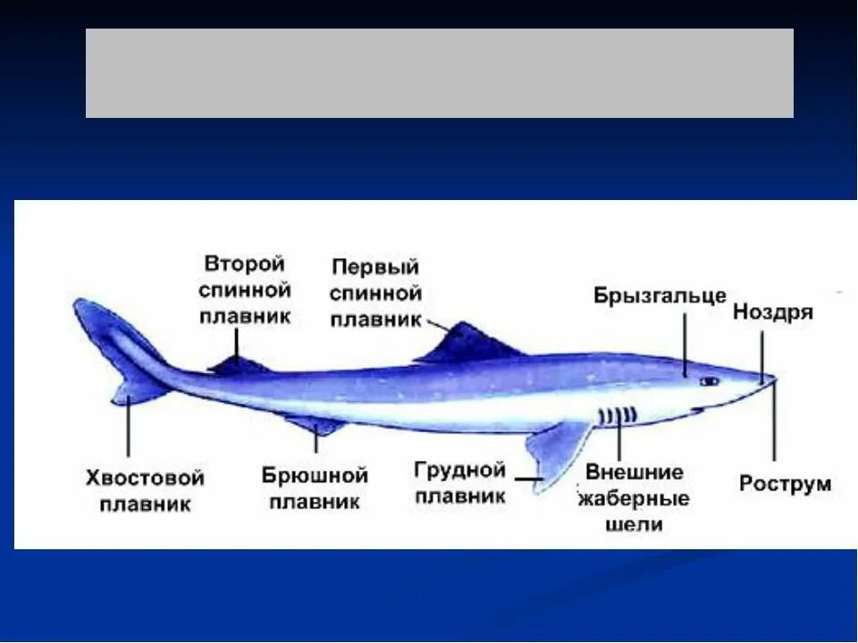 2 к хрящевым рыбам относится. Акула Катран внешнее строение. Питание хрящевых рыб. Хрящевые рыбы скелет плавников. Парные плавники у хрящевых рыб.