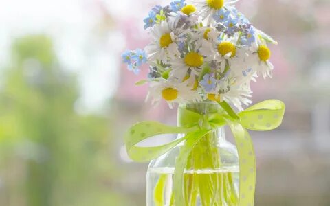 Ромашки ромашки нежные цветы