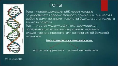 Генетический слово