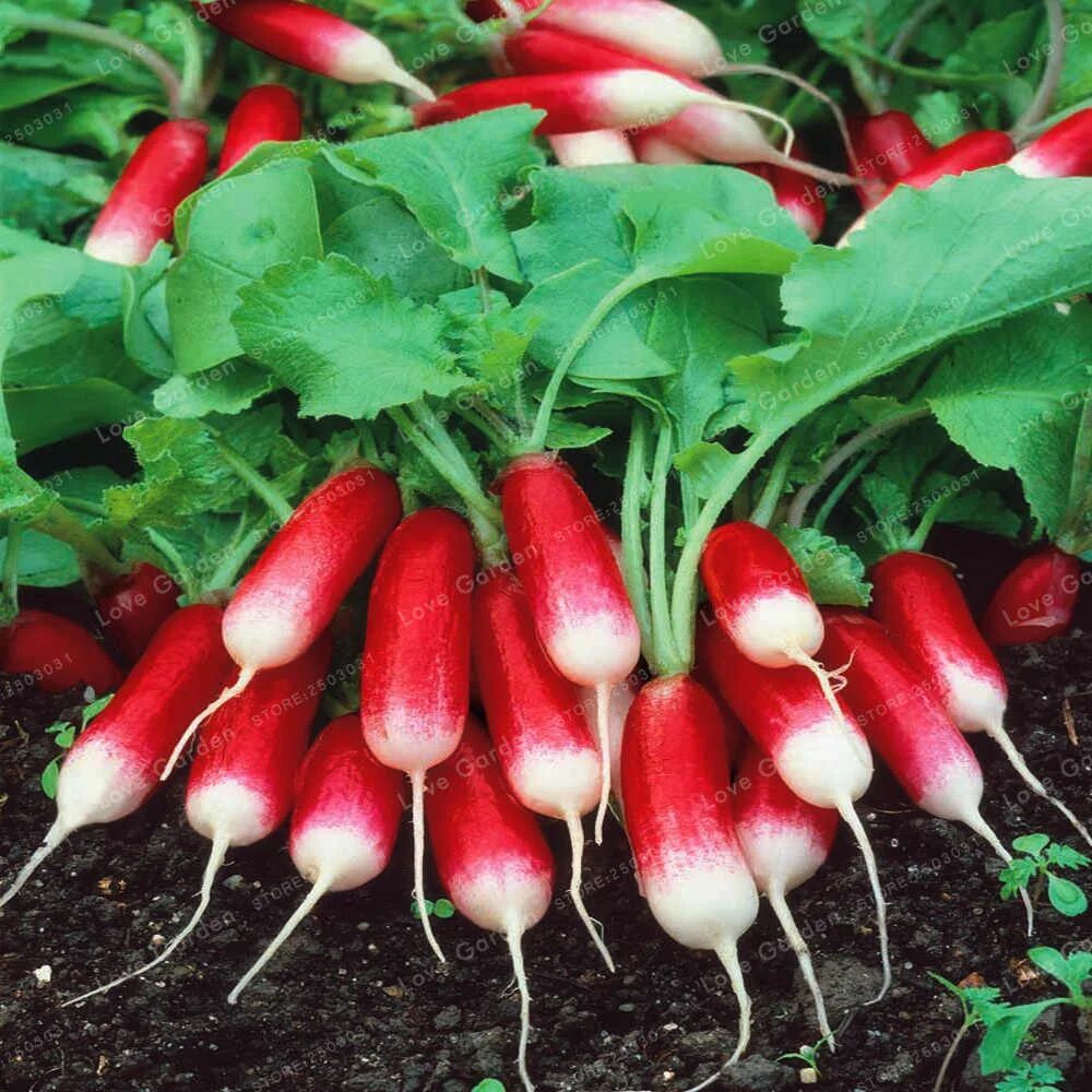 Редис кинг-конг. Редис дабел f1. Редис ровер(бейо). Растение редис. Редис обыкновенный.