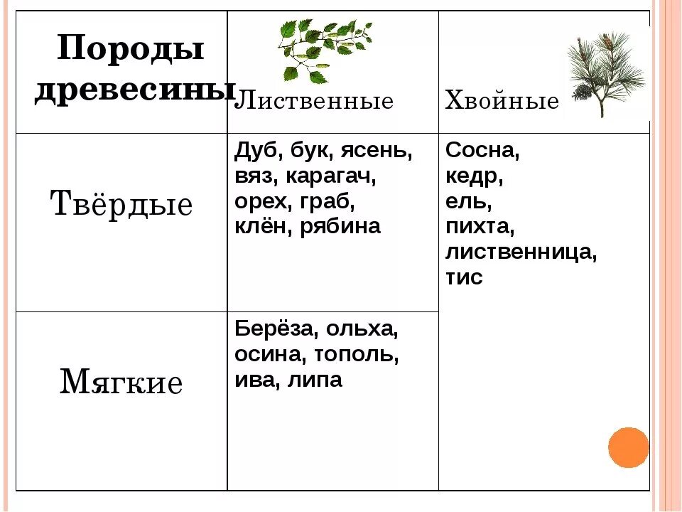 Твердые породы древесины. Таблица породы древесины 5 класс. Твёрдые лиственные породы древесины. Твердыерды породы древесины. Лиственные породы древесины.