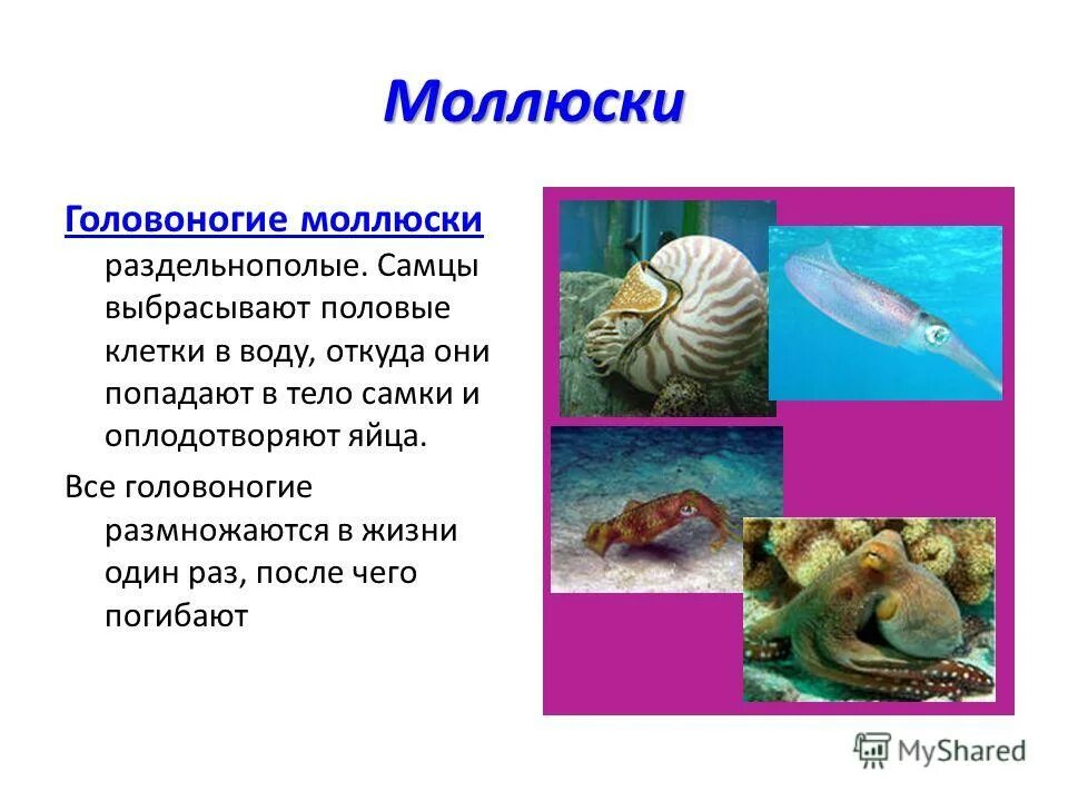 Яйца головоногих. Головоногие размножение. Размножение головоногих. Размножение головоногих. Размножение головоногих моллюсков схема.