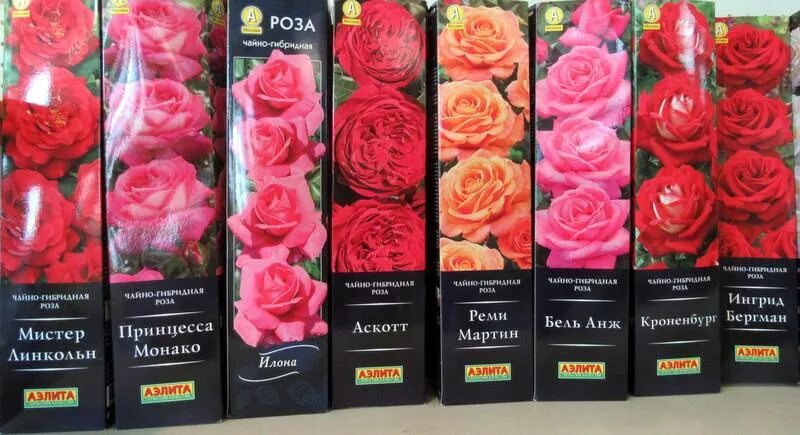 Купи розы отзывы. Саженцы роз в коробке. Упаковка для саженцев роз. Розы саженцы в коробках дешевой.