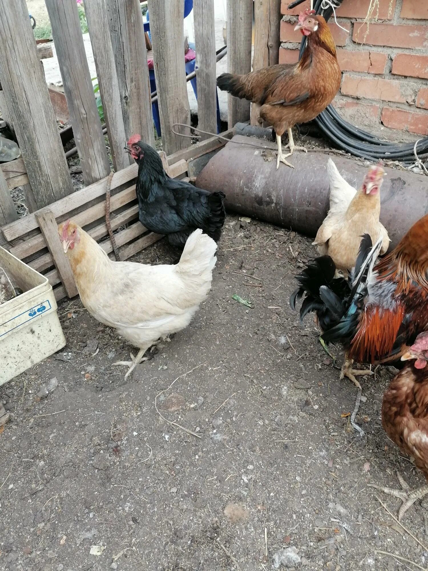 Курица 9 месяцев фото. Группа в вацапе продажа кур Башкортостан.
