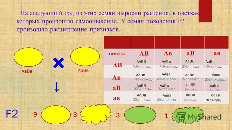 Аавв полное доминирование