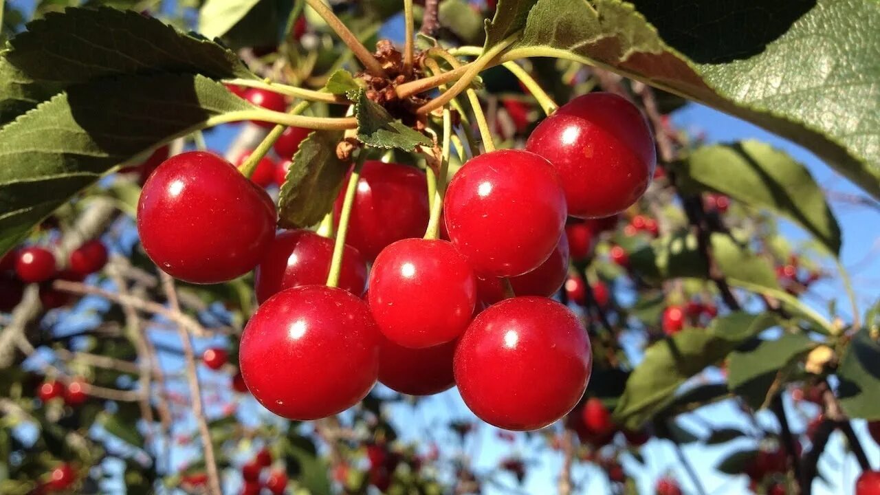 Мамина черен. Вишня Монморанси. Красные точки на саженцы вишни. Cherry Colens. Вишневые саженцы урожай.