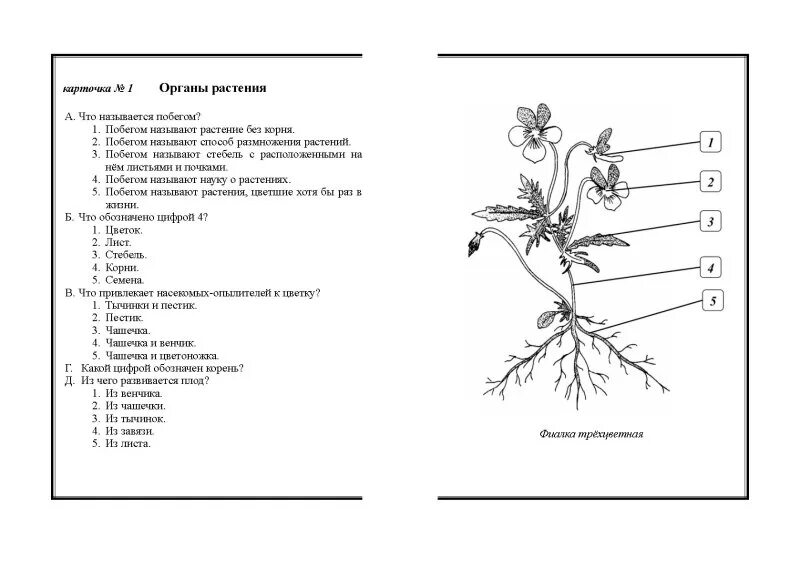 Биология 6 класс тест 4. Контрольная 5 класс растения биология. Биология 6 класс контрольная. Контрольная работа по биологии 5 класс растения с ответами. Ответы по биологии 6 контрольная работа.