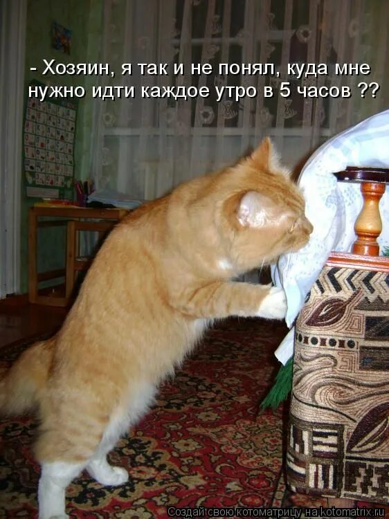 Приколы про кошек. Прикольные кошки с надписями. Смешные коты с надписями. Юмор в картинках кошки.