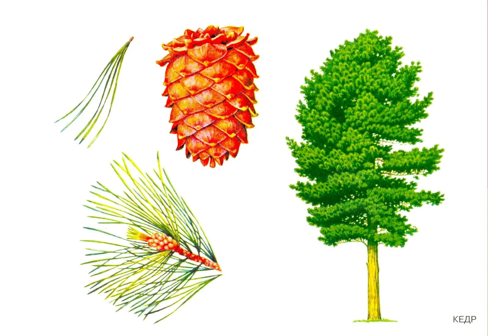 Сибирский кедр дерево рисунок. Ель сосна лиственница окружающий мир. Кедр детские. Хвойные голосеменные сосна обыкновенная. Сосна кедровая сибирская.