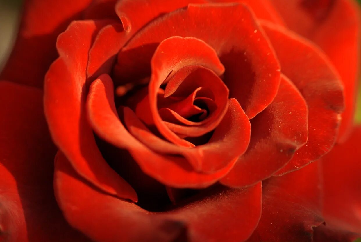 красивый желтый. как выглядит сердцевина розы. желтый. королевская роза с бутоном. сердцевина розы какого цвета.