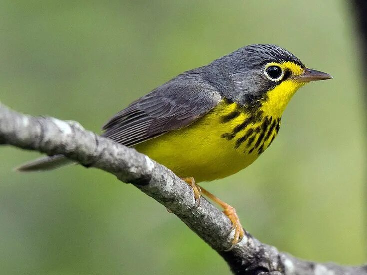American birds. Yellow Warbler птица. Серые птицы на желтом фоне. Parula Warbler. Blue Warbler meaning.
