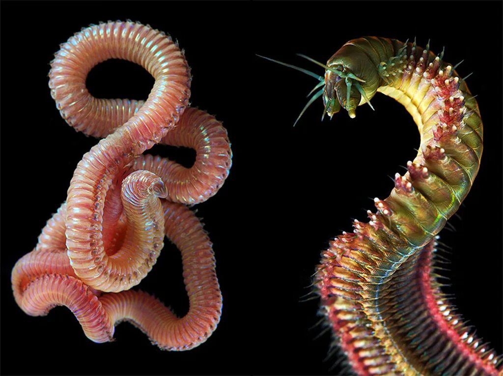 Древний кольчатый червь. Морской кольчатый червь. Полихеты глубоководные черви. Зеленый нереис кольчатый червь. Морские многощетинковые черви.