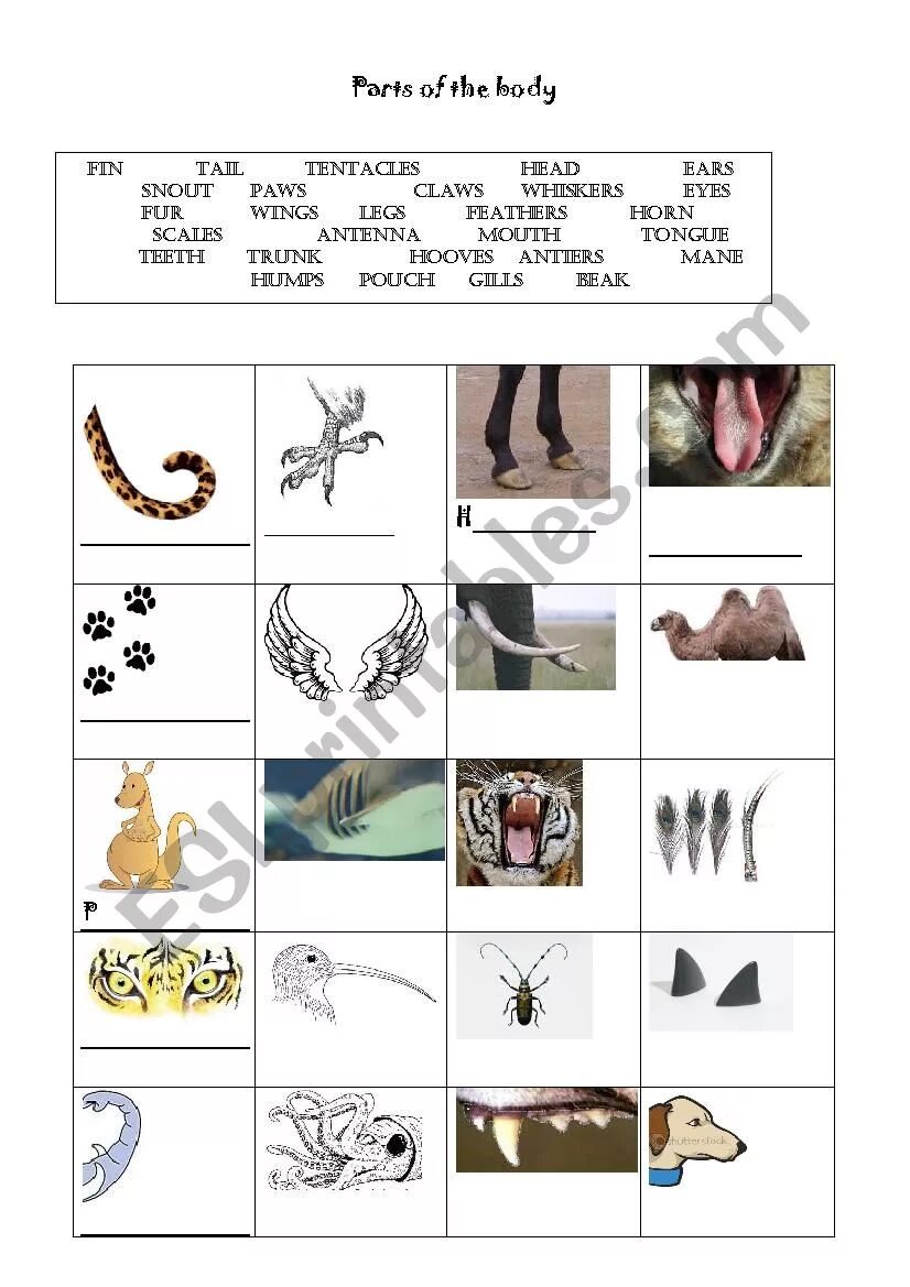 Animals parts of body exercises. Spotlight 5 animal body parts. Spotlight 5 animal body parts. Spotlight 5 animal body parts. Animals parts of body exercises.