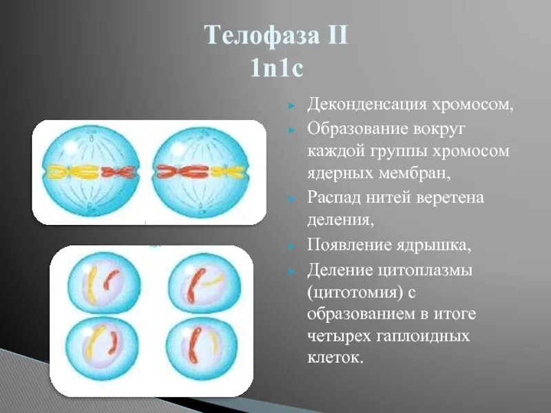 Телофаза II хромосомный набор. Телофаза мейоза 1. Мейоз 2 телофаза 2. Телофаза 2 хромосомный набор.