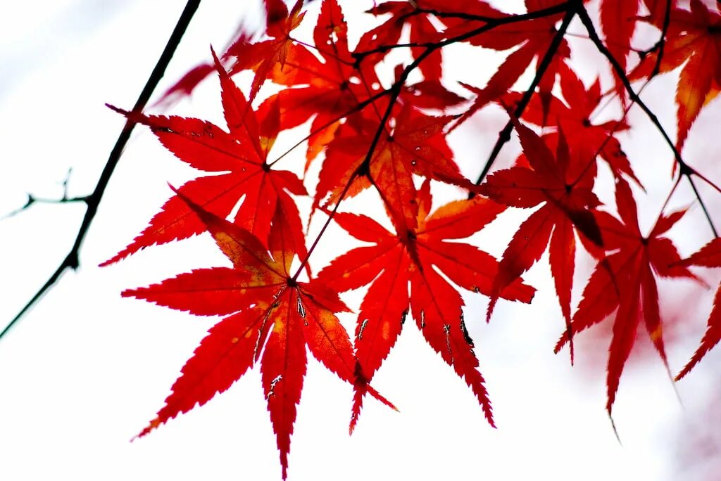 Листья японского клена. Лист японского клена красный. Листья клена Момидзи. Японский клен листик. Клены звуко