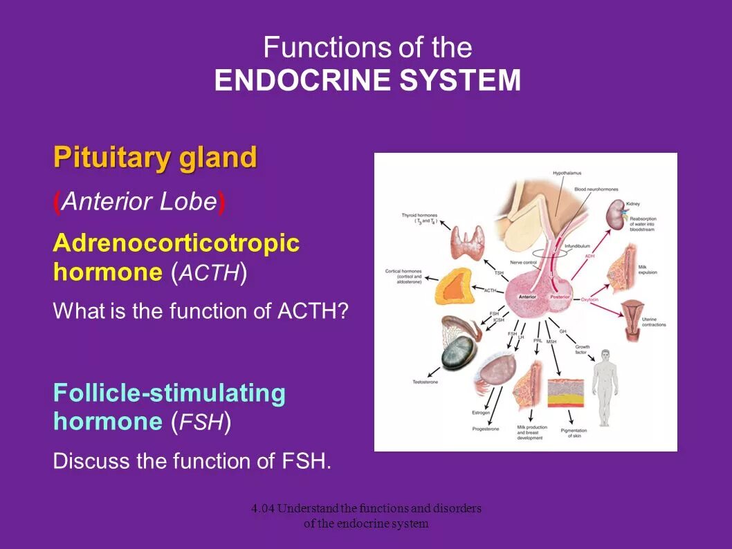 System functioning. Endocrine system functions. endocrine glands function. function organs of the endocrine system. diseases of the endocrine system.
