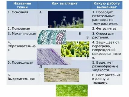 Покровной тканью называют ткань какую
