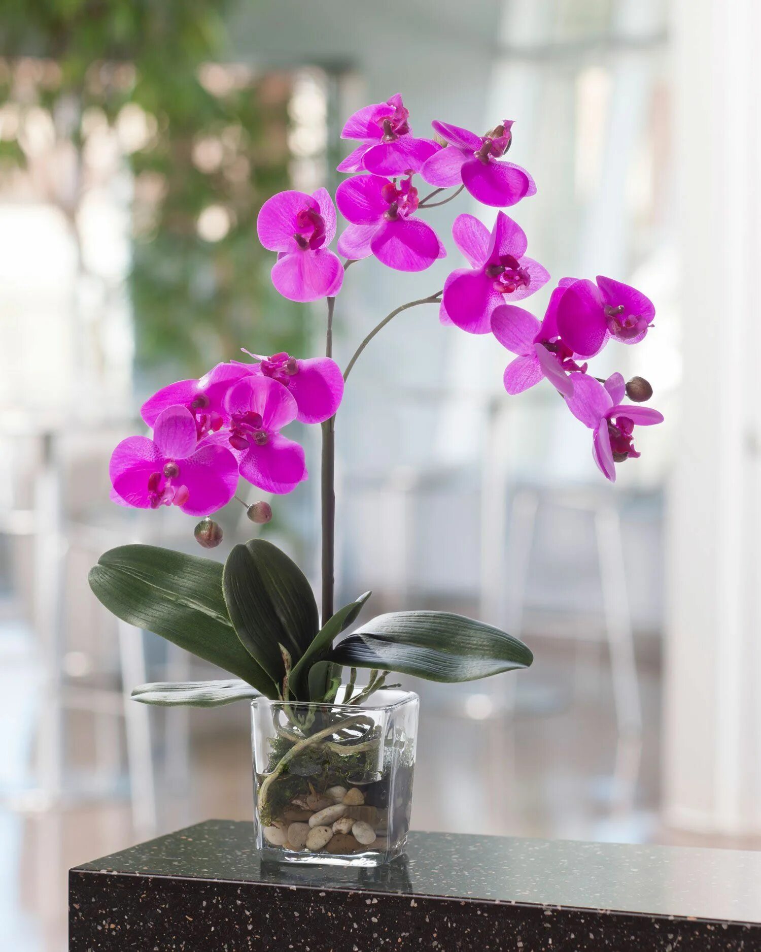 Орхидея фаленопсис. Орхидея Phalaenopsis. Фаленопсис ред Дрим.