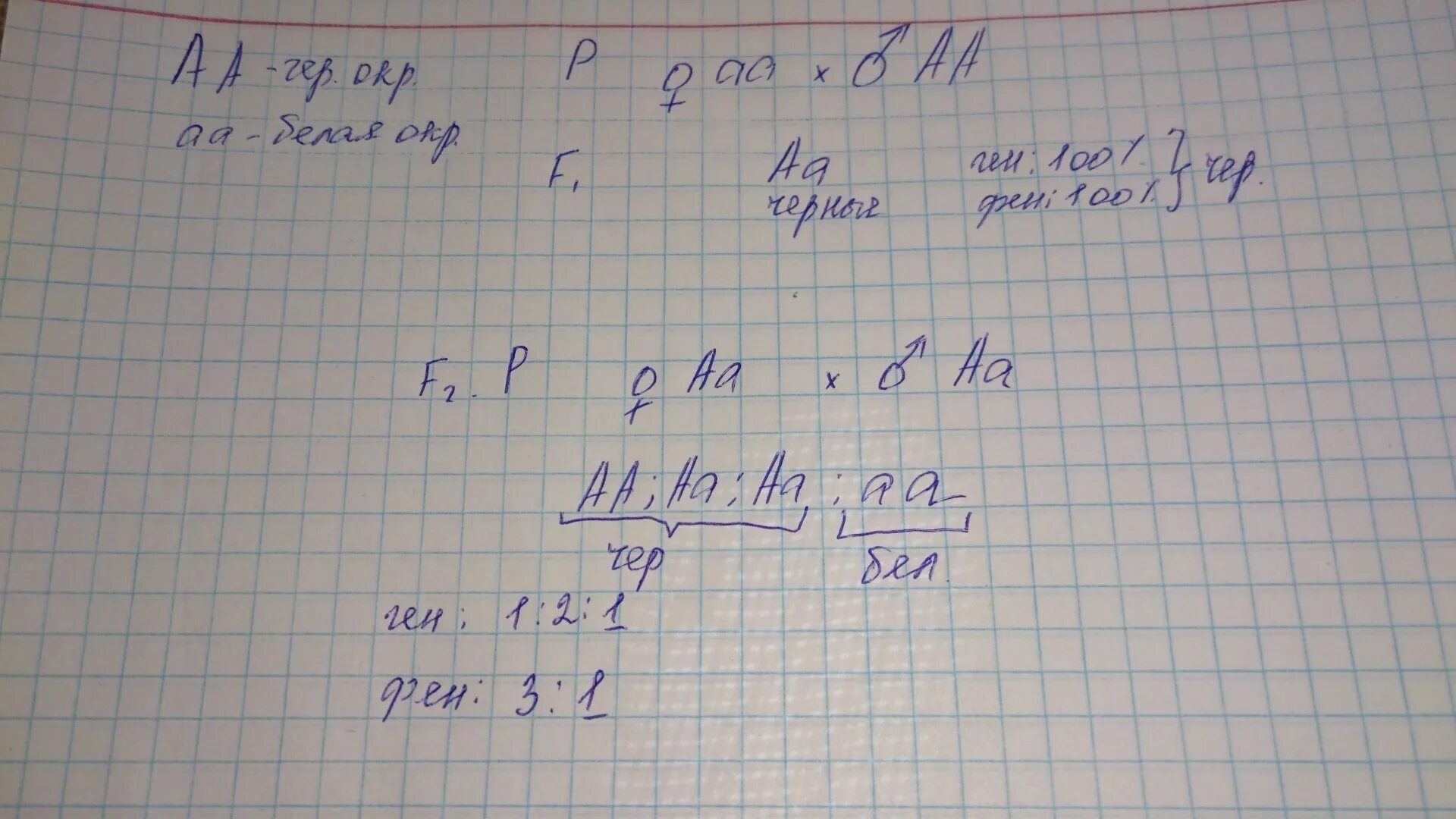 Белый кролик АА скрещивается с черным. Белый кролик (AA) скрещивается с черным кроликом (АА). Белый кролик АА скрещивается с черным кроликом АА. Черные кролики скрещиваются с белыми.