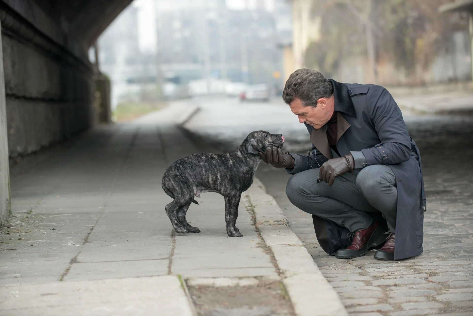 цепной пес дивный. цепной пес дивный. цепной пес дивный. цепной пес дивный. цепной пес дивный.
