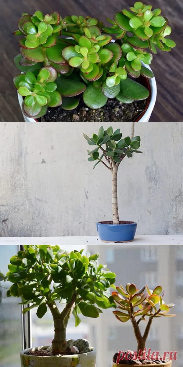 Толстянка крона. Толстянка бонсай обрезание. Как красиво обрезать денежное дерево. Как красиво обрезать денежное дерево. Как красиво обрезать денежное дерево.