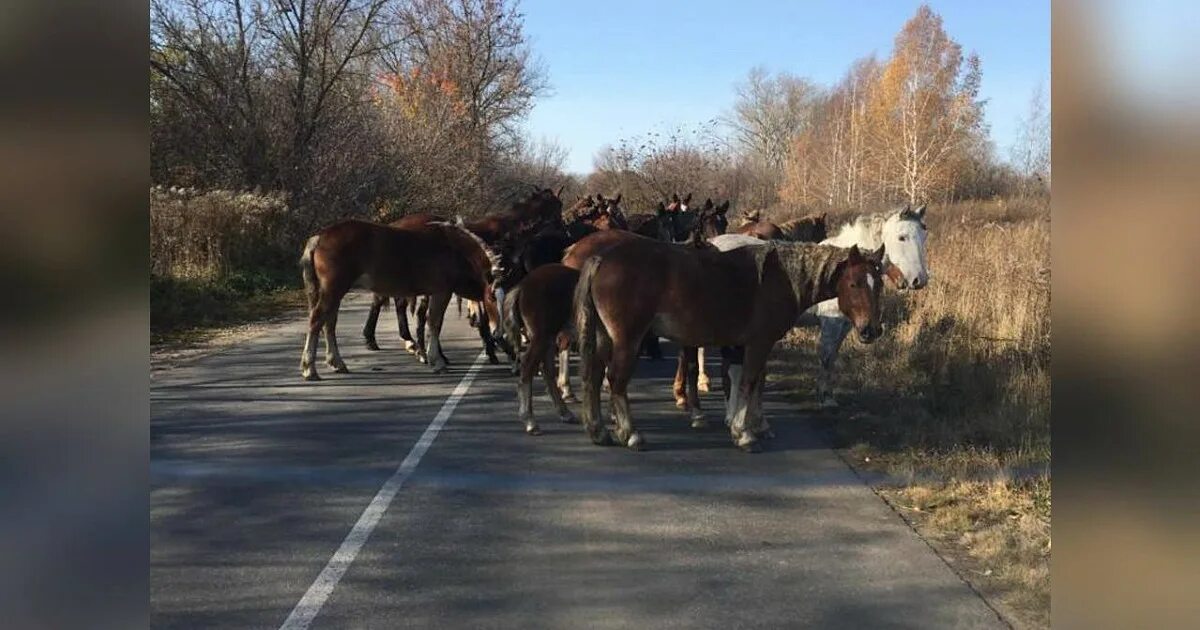 Конный клуб Заповедный в Приморском районе - отзывы, фото, цены, телефон и адрес